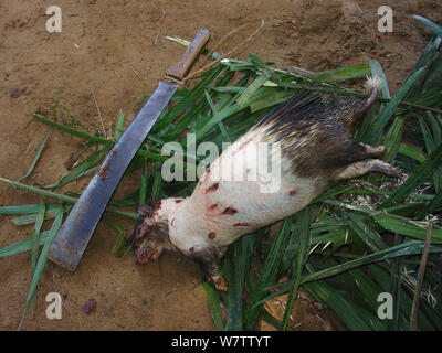La carne di animali selvatici preparazione: quills rimosso dalla spazzola-tailed Porcupine (Atherurus africanus), Mbomo, Odzala-Kokoua National Park, Repubblica Democratica del Congo Foto Stock