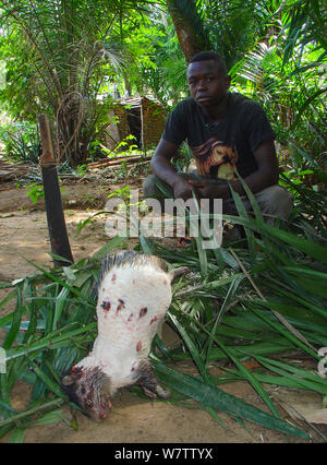 La carne di animali selvatici preparazione: quills rimosso dalla spazzola-tailed Porcupine (Atherurus africanus), Mbomo, Odzala-Kokoua National Park, Repubblica Democratica del Congo Foto Stock