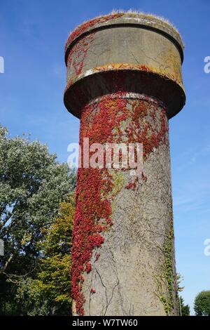 Red ivy crescente selvatici sul lato di un water tower nel paese Foto Stock