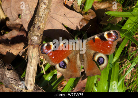 Farfalla pavone (Inachis io) appena emerse dal letargo, crogiolarsi con ali aperte nel sole primaverile. Parco Nazionale di Peak District, Cheshire, Regno Unito, maggio. Foto Stock