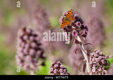 Virgola butterfly (Polygonia c-album) alimentazione su Butterbur fiori (Petasites hybridus) Parco Nazionale di Peak District, Derbyshire, Regno Unito. Aprile. Foto Stock