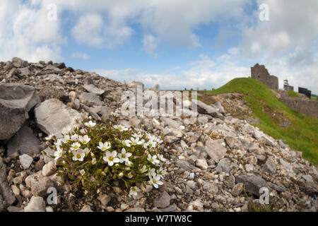 Leadwort (Minuartia verna) cresce su heap bottino accanto alla miniera di piombo. Gazza miniera, Parco Nazionale di Peak District, Derbyshire, Regno Unito, maggio. Foto Stock