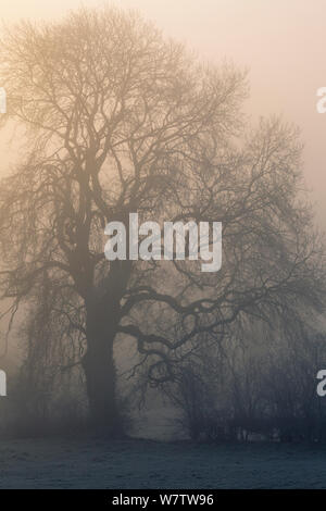 Il sorgere del sole dietro il frassino (Fraxinus excelsior) in caso di nebbia fitta. Bonsall, Parco Nazionale di Peak District, Derbyshire, Regno Unito, Marzo. Foto Stock