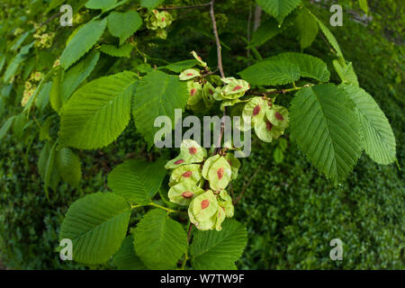 Wych olmo (Ulmus glabra) che mostra la maturazione dei frutti (samaras) Parco Nazionale di Peak District, Derbyshire, Regno Unito, maggio. Foto Stock