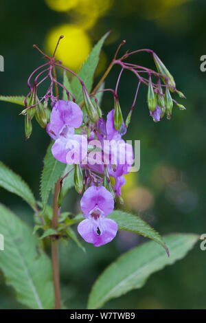 Himalayan (Balsamina Impatiens glandulifera) in fiore, Parco Nazionale di Peak District, Derbyshire, Regno Unito. Settembre. Specie invasive. Foto Stock