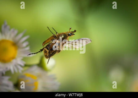 Bee mimare / Scarabeo fiore beetle (Trichiotinus sp.) in volo, Cherokee National Forest, Tennessee, USA, Giugno. Foto Stock