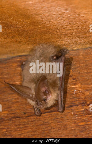 Maschio solitario Townsend la big-eared bat (Corynorhinus townsendiii) sono ' appollaiati in una casa abbandonata, Central Oregon, USA, Giugno. Foto Stock