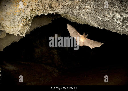 Townsend la big-eared bat (Corynorhinus townsendii) volare fuori della grotta al crepuscolo, Derrick Grotta complesso centrale, Oregon, Stati Uniti d'America, Agosto. Foto Stock