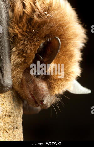 Big brown bat (Eptesicus fuscus) ritratto, Washington centrale, USA, Giugno. Foto Stock