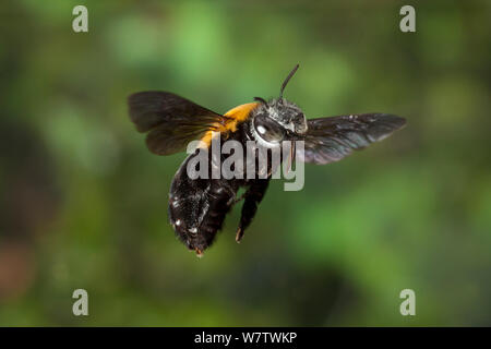 Anthophorine femmina bee (probabilmente Anthophora sp) in volo, Matobo National Park, Zimbabwe, Novembre. Foto Stock