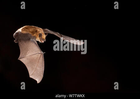 Big brown bat (Eptesicus fuscus) in volo di notte, zolfo molle, Washington centrale deserto, USA, Giugno. Foto Stock