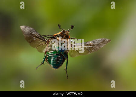 Euforia beetle / Emerald euforia (euforia fulgida) in volo, Texas centrale, STATI UNITI D'AMERICA, Marzo. Foto Stock
