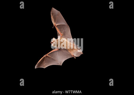 Tricolore / bat pipistrelle Orientale (Perimyotis / Pipistrellus subflavus) in volo, vicino al fiume Conasauga, Chattahoochee National Forest, GEORGIA, STATI UNITI D'AMERICA, Luglio. Foto Stock