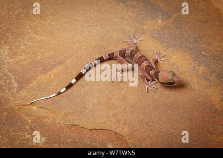 Nightstalker gecko (Cyrtodactylus intermedius) su roccia, captive dalla Malaysia e Thailandia. Foto Stock