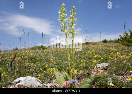 Maggiore butterfly orchid (Platanthera chlorantha) cresce sul Monte Moricone vicino a Norcia in Umbria, Italia, Giugno. Foto Stock