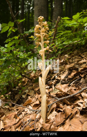 Bird's Nest orchid (Neottia nidus-avis) un saprohytic orchidea di antichi boschi europei. Il Monte Terminillo, Rieti, Lazio, l'Italia, Giugno. Foto Stock