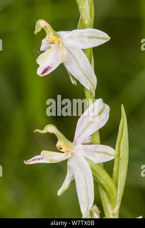 Bee Orchid (Ophrys apifera) forma aberrante che mancano di un labbro che è stato sostituito da uno dei petali laterali semipeloric (modulo) vicino a Orvieto, Umbria, Italia, Giugno. Foto Stock