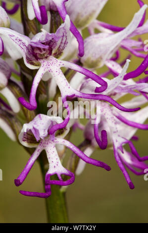 Orchide omiciattolo (Orchis simia) cresce su terreni calcari. Torrealfina vicino a Orvieto, Umbria, Italia, Aprile. Foto Stock