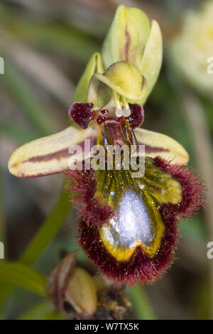 Specchio (orchidee Ophrys ciliata / Ophrys speculum) Ferla, Sicilia, Italia, Maggio. Foto Stock