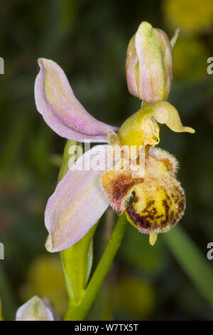 Bee Orchid (Ophrys apifera) forma aberrante, Ferla, Sicilia, Italia, Maggio. Foto Stock