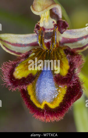 Specchio (orchidee Ophrys ciliata / Ophrys speculum) Ferla, Sicilia, Italia, Aprile. Foto Stock