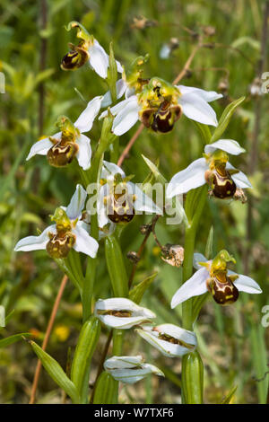 Bee Orchid (Ophrys apifera) fiori, autoimpollinate specie, Monti Sibillini, nei pressi di Spoleto, umbria. L'Italia, Giugno. Foto Stock