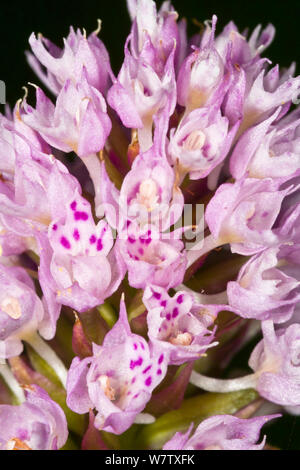 Globo Orchidea (Traunsteinera globosa) un'orchidea limitato alle regioni alpine in limetsone pascoli. Sibillini, Le Marche, Italia, Giugno. Foto Stock