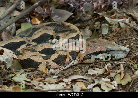 Madagascar Boa di massa (Acrantophis madagascariensis), Ankarana NP., Madagascar Foto Stock