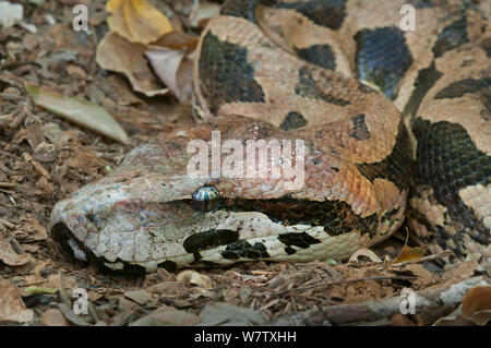 Madagascar Boa di massa (Acrantophis madagascariensis) Ankarana NP, Madagascar Foto Stock