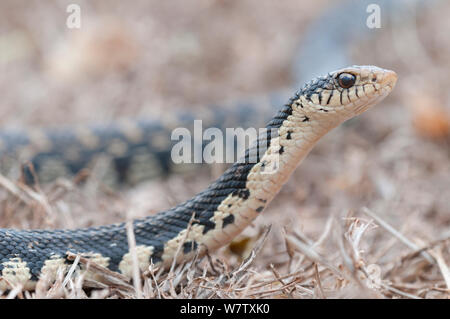 Il Gigante malgascio Hognose Snake (Leioheterodon madagascariensis), Daraine, Madagascar Foto Stock