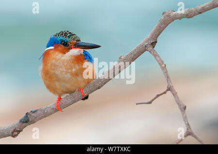 Madagascar Kingfisher (Alcedo vintsioides) appollaiato sul ramo, Ankify, Madagascar Foto Stock