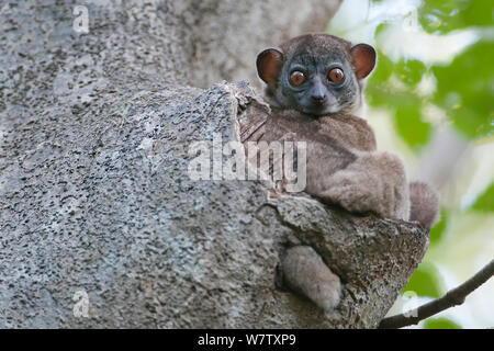 Ankarana lemure sportive (Lepilemur ankaranensis) Ankarana NP., Madagascar Foto Stock