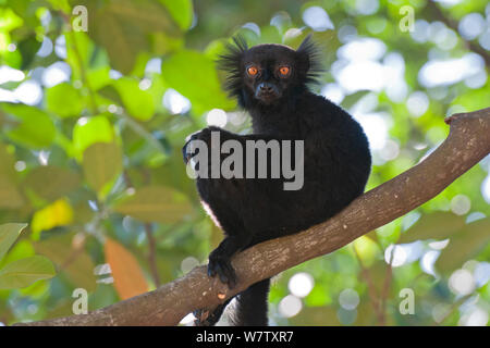 Lemure nero (il Eulemur macaco) maschio, Nosy Komba, Madagascar Foto Stock