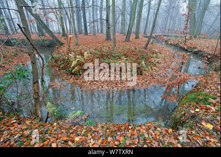 In meandro Laarse beek, affluente dell'apparente, che Peerdsbos, Brasschaat, Belgio, novembre 2012. Foto Stock