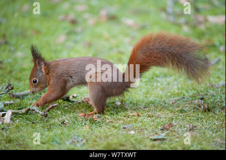 Red Squirre (Sciurus vulgaris) nasconde un dado, Brasschaat, Belgio, febbraio. Foto Stock