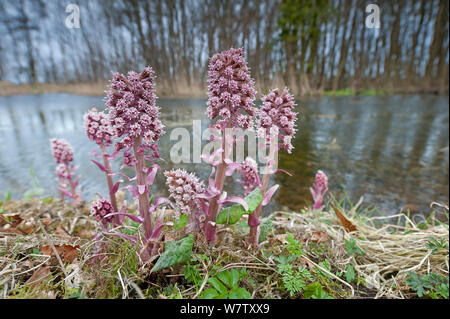 Butterbur comune (Petasites hybridus) in fiore in zone umide, Texel, Paesi Bassi, aprile. Foto Stock