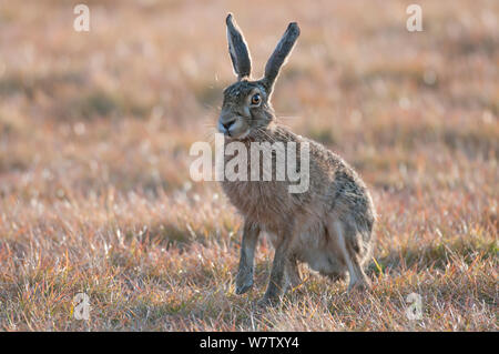 Brown lepre (Lepus europeaus) Texel, Paesi Bassi, aprile. Foto Stock