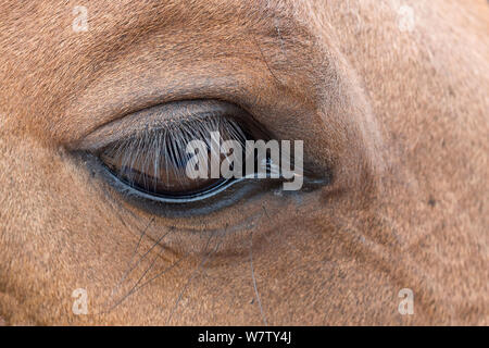 Occhio del cavallo, Shell, Bighorn Basin, Wyoming USA, settembre. Foto Stock