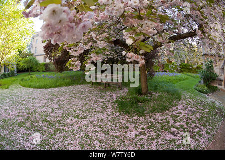 Fiore di Ciliegio su albero e terreno sottostante nella motivazione del Merton College di Oxford, Regno Unito, maggio 2012. Foto Stock