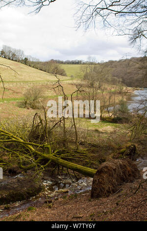 Vento abbattuto faggio (Fagus sylvatica) vicino Clatworthy, Somerset, Regno Unito, Aprile. Foto Stock