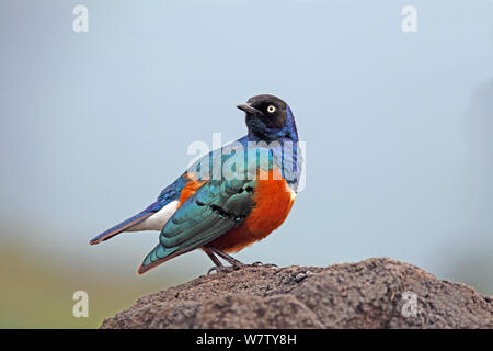 Superba starling (Lamprotornis superbus) appollaiato sulla roccia, Serengeti, Tanzania. Foto Stock