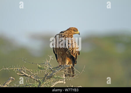 Bruno Eagle (Aquila rapax) arroccato su di acacia, Serengeti, Tanzania. Foto Stock