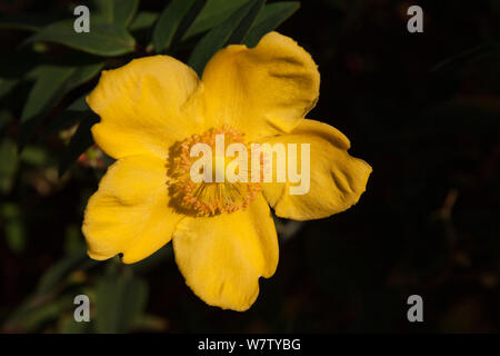 St John's Wort 'Hidcote' impianto illuminato dal tardo pomeriggio alla luce del sole Foto Stock