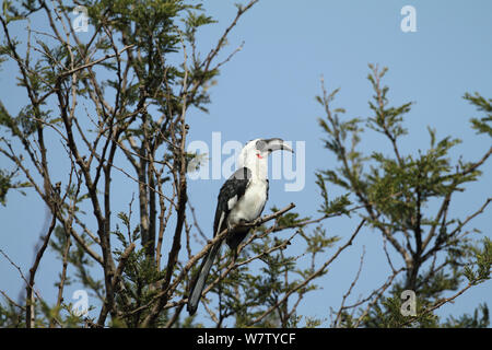 Von der Deckens Hornbill (Tockus deckeni) femmina arroccato nella struttura ad albero, Tarangire, Tanzania. Foto Stock