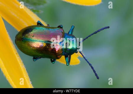 Dogbane Beetle (Chrysochus auratus) su black-eyed Susan (Rudbeckia hirta) Houston Prato, Wissahickon Park, Philadelphia, Pennsylvania, USA, Giugno. Foto Stock