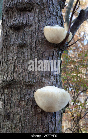 Leone la criniera (fungo Hericium erinaceus) su Acero Rosso snag, Merlo la foresta di stato, New Castle County, Delaware, USA, novembre. Foto Stock