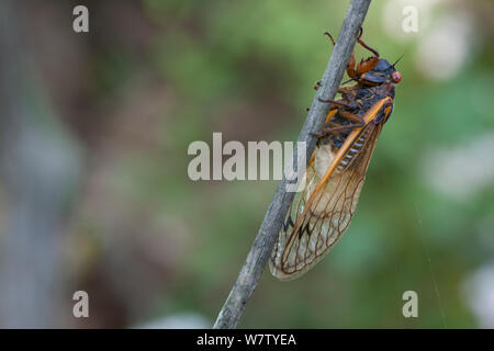 Periodici (cicala Magicicada septendecim) infettati con fungo patogeno (Massospora cicadina) Bear Mountain, Orange County, New York, USA, Giugno. Foto Stock