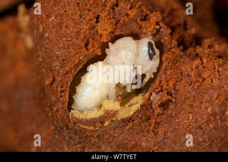 Il sudore Bee pupa (Augochlora pura) entra in modalità di ibernazione in registro marcio, Centro Schuylkill, Philadelphia, Pennsylvania, USA, Giugno. Foto Stock