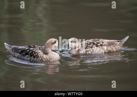 Coppia di anatre di marmo (marmaronetta angustirostris) nuoto. Washington Wildfowl and Wetlands Trust (WWT), Tyne and Wear, Regno Unito. Foto Stock