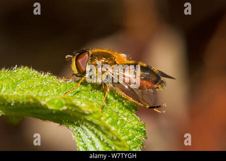 Hoverfly (Epistrophe eligans) Lewisham, LONDRA, REGNO UNITO, Aprile. Foto Stock